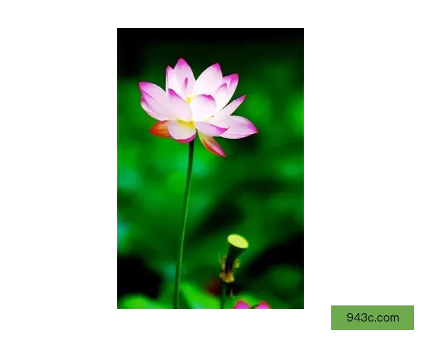 倒插莲花意象中男女情感与生命和合的象征解读之新视角文化内涵与关系哲学